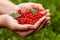 Red currant in the palms of a young woman