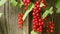 Red currant plant and berries outside in the garden