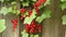 Red currant plant and berries outside in the garden