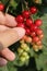 Red currant or redcurrant Ribes rubrum belong to gooseberry family. It is detail of fingers hand farmer man harvesting