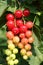 Red currant or redcurrant Ribes rubrum belong to gooseberry family. There are ripened bright translucent edible berries and