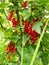 Red currant Ribes rubrum  berries on shrub branches