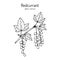 Red currant Ribes rubrum . Hand drawn botanical vector illustration