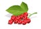 Red currant. Ripe delicious berry. Eps10 vector