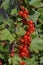 Red currant ripen in the garden at the country