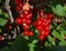 Red currant ripen in the garden at the country