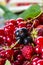 Red currant sponge cake. Plate with Assorted summer berries, raspberries, strawberries, cherries, currants, gooseberries.