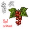 Red currant vector sketch fruit berry icon