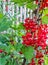 Red currant vitamin vegan harvest farm agriculture