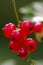 Red currants