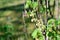 Red currants blossoms in spring