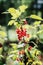 Red currants bush with berries