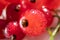 Red currants close-up. Fresh harvest of berries, macro photo.