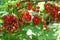 Red currants closeup macro image. Floral summer garden background. Red berry bunches among green leaves