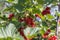 Red currants in the gardenred currant in the garden on green branches.