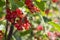 Red currants in the gardenred currant in the garden on green branches.