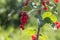 Red currants in the gardenred currant in the garden on green branches.