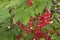 Red currants (Ribes rubrum)