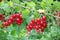 Red currants, ribes rubrum, on bush in fruit cage