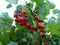 Red currants are very tasty and useful berries for your health.