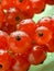 Red currants with waterdrops on green background