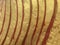 Red curve lines painted on golden cement surface wall background