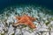 Red Cushion Starfish