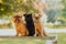 Red cute Belgian Griffon dog on green grass