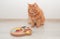 Red cute cat playing with his toy, colorful slide snack puzzle . Smart pet toys.