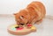Red cute cat playing with his toy, colorful slide snack puzzle . Smart pet toys.