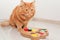 Red cute cat playing with his toy, colorful slide snack puzzle . Smart pet toys.