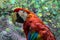 Red cute funny macaw parrot ara