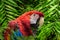 Red cute funny macaw parrot ara