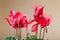 Red cyclamen