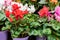 Red cyclamen blossom close-up. Blooming houseplant in flower pot, flower shop, backdrop background. Natural fresh blooming