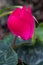 Red Cyclamen Flower