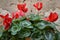 Red cyclamen flower  Cyclamen persicum; sowbread or swinebread