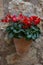Red cyclamen flower  with stone background. Cyclamen persicum; sowbread or swinebread