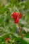 Red cyclamen Myrsinaceae, Primulaceae on the green blurred background