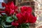 Red cyclamens with leaves in a vase seen up close