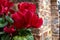 Red cyclamens with leaves in a vase seen up close