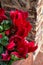 Red cyclamens with leaves in a vase seen up close