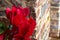 Red cyclamens with leaves in a vase seen up close