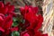 Red cyclamens with leaves in a vase seen up close