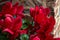 Red cyclamens with leaves in a vase seen up close