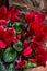 Red cyclamens with leaves in a vase seen up close