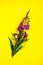 Red cypress flower (Ivan pink), on a yellow background. Willow is a grass isolated on a yellow background. 