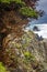 Red Cypress Tree and Rocky Coast with Ocean Surge in California