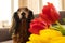 Red dachshund dog sitting on a brown couch with red and yellow tulips. Small longhaired wiener dog in flowers at home