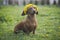 red dachshund in a green flowery meadow in a wreath of dandelions